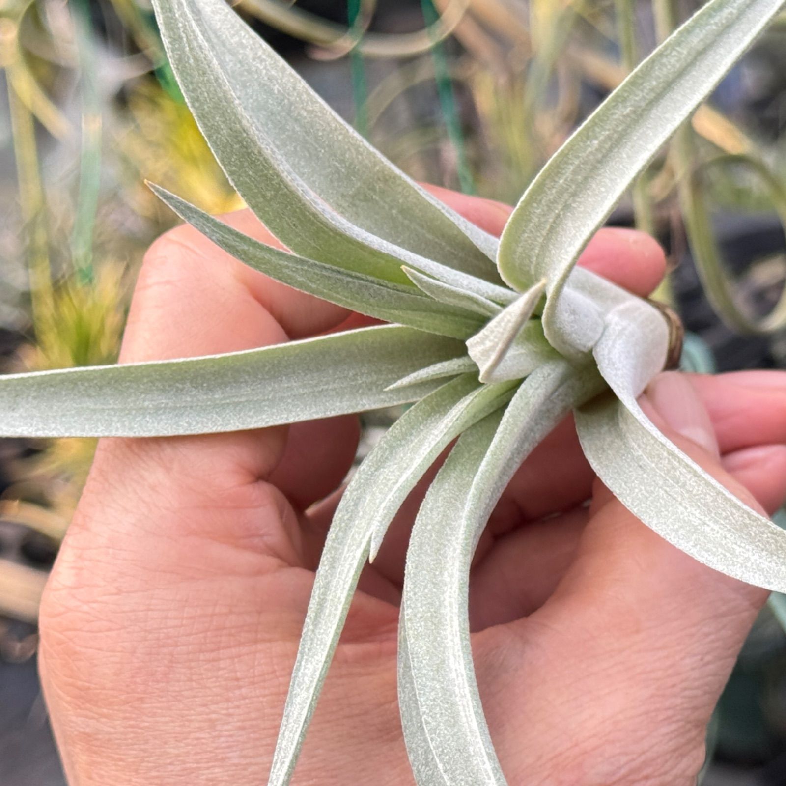 チランジア ハリシー×(キセログラフィカ×ブラキカウロス) Tillandsia