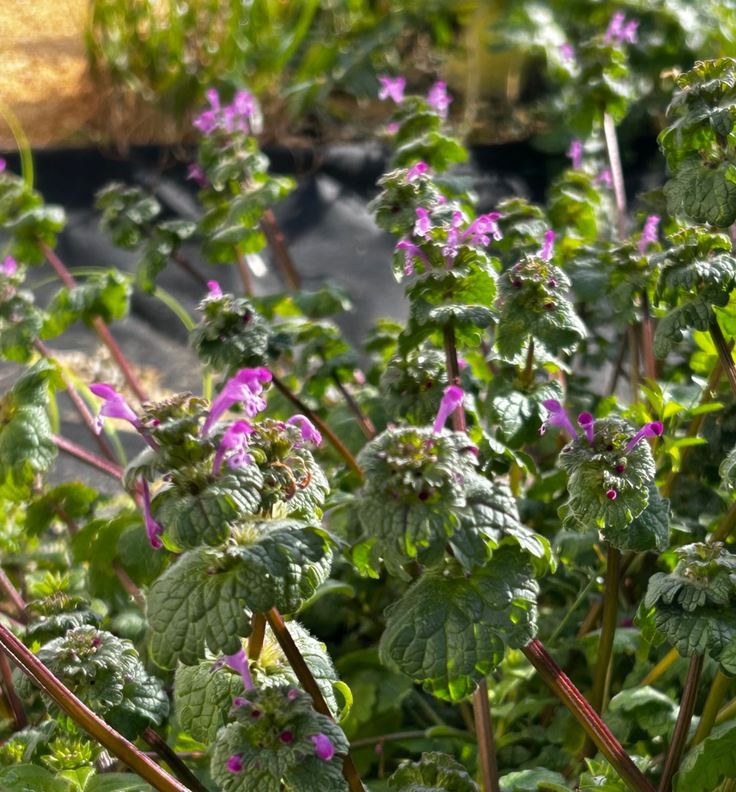 ホトケノザ 無農薬の種 100粒 自然農 有機栽培 無農薬・無肥料