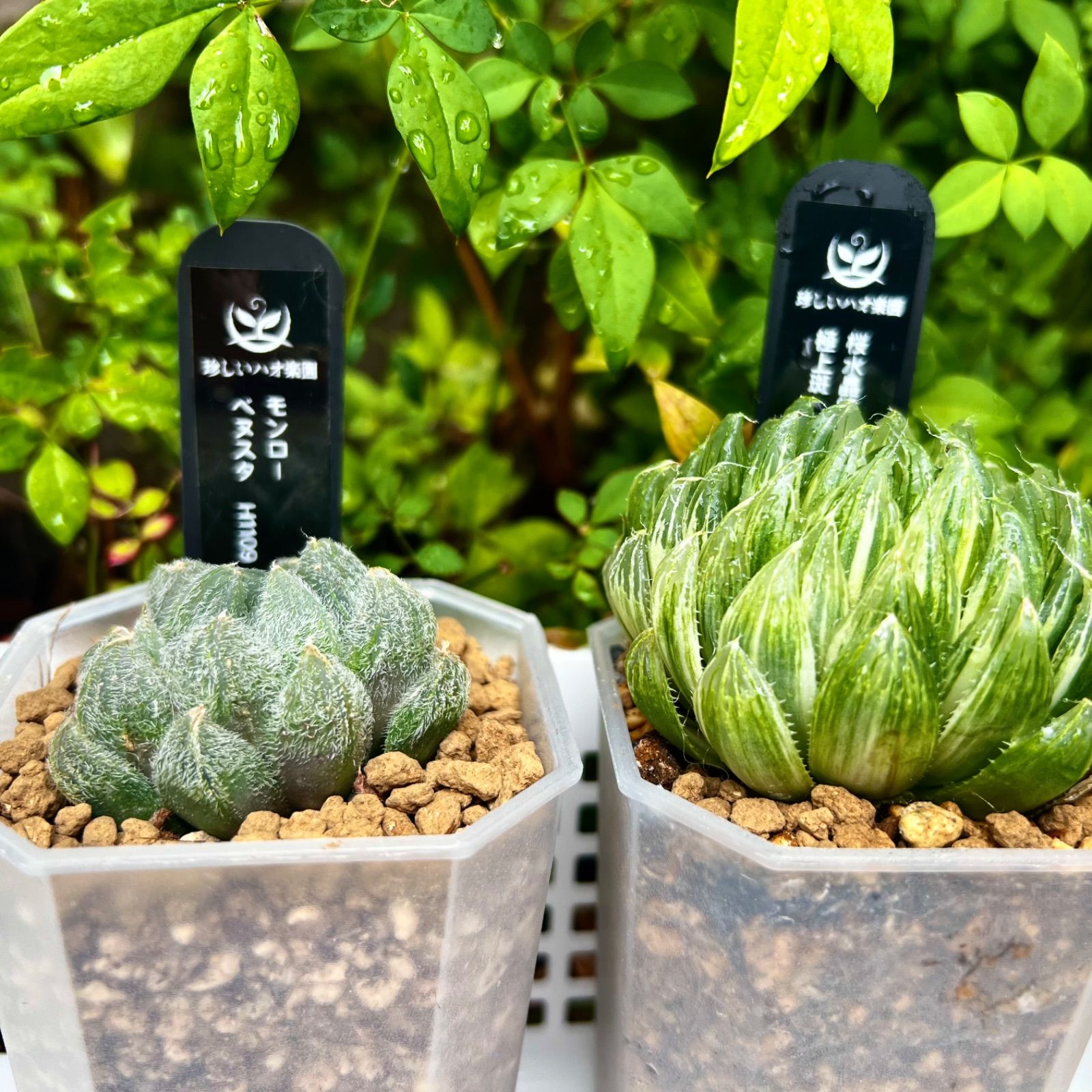 ハオルチア ベヌスタ錦 極上斑 ハオルチア ベヌスタ錦 極上斑 新着