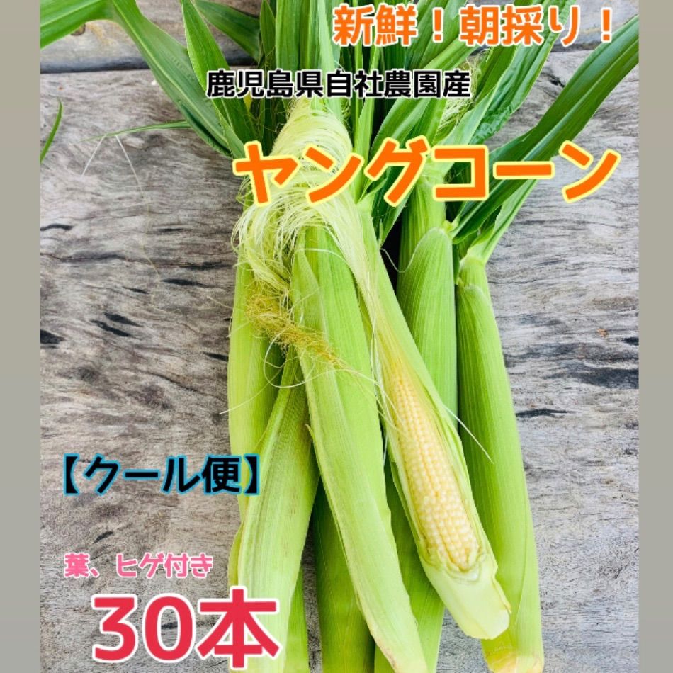 沖縄県産 とうもろこし（スイートコーン）約20cm前後5本（M~Lサイズ