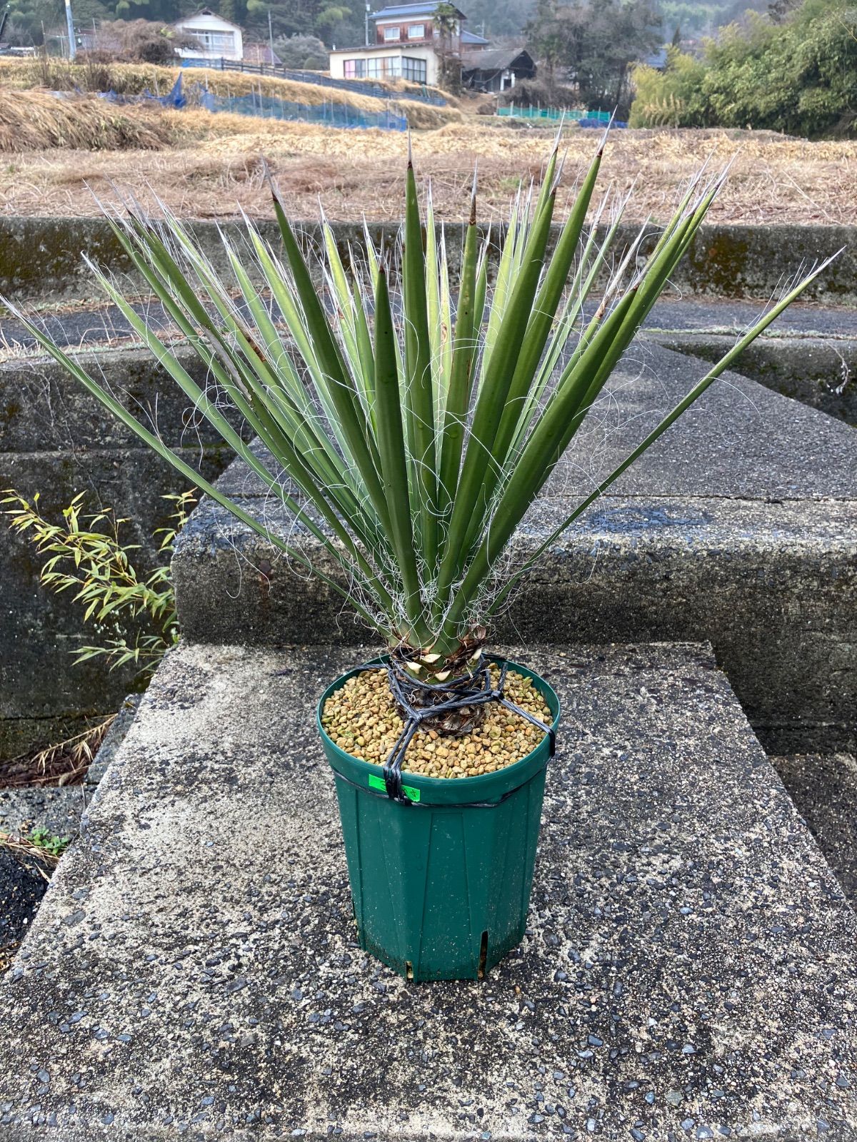 現品】ユッカ・フィリフェラ（Yucca filifera）8号 RG番 現品】ユッカ