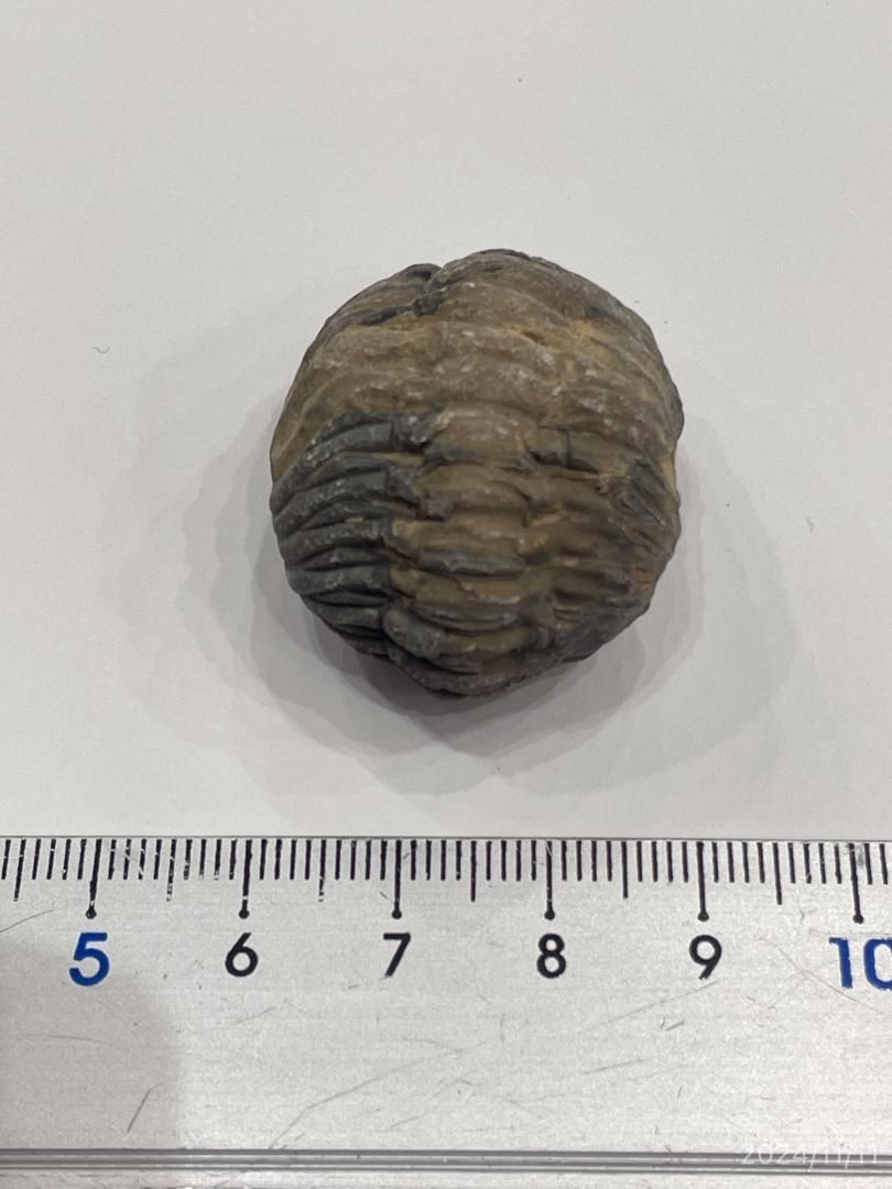 E23534】三葉虫 古生代デボン紀 化石 モロッコ 化石標本 - メルカリ