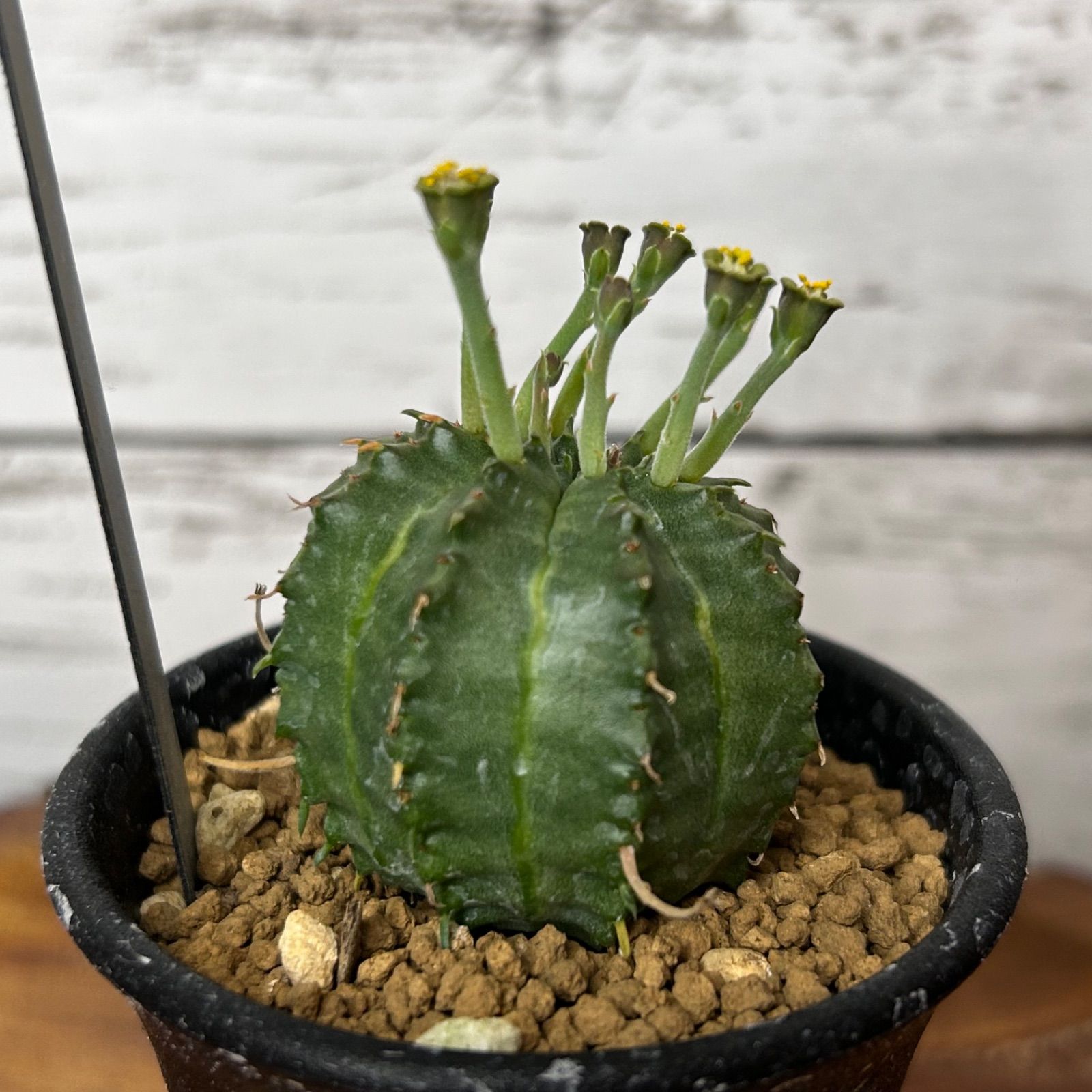 ユーフォルビア バリダ 雄雌ペア 4cm超え サボテン 多肉植物