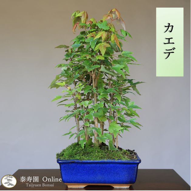 三河盆栽 カエデ 盆栽 【公式通販】