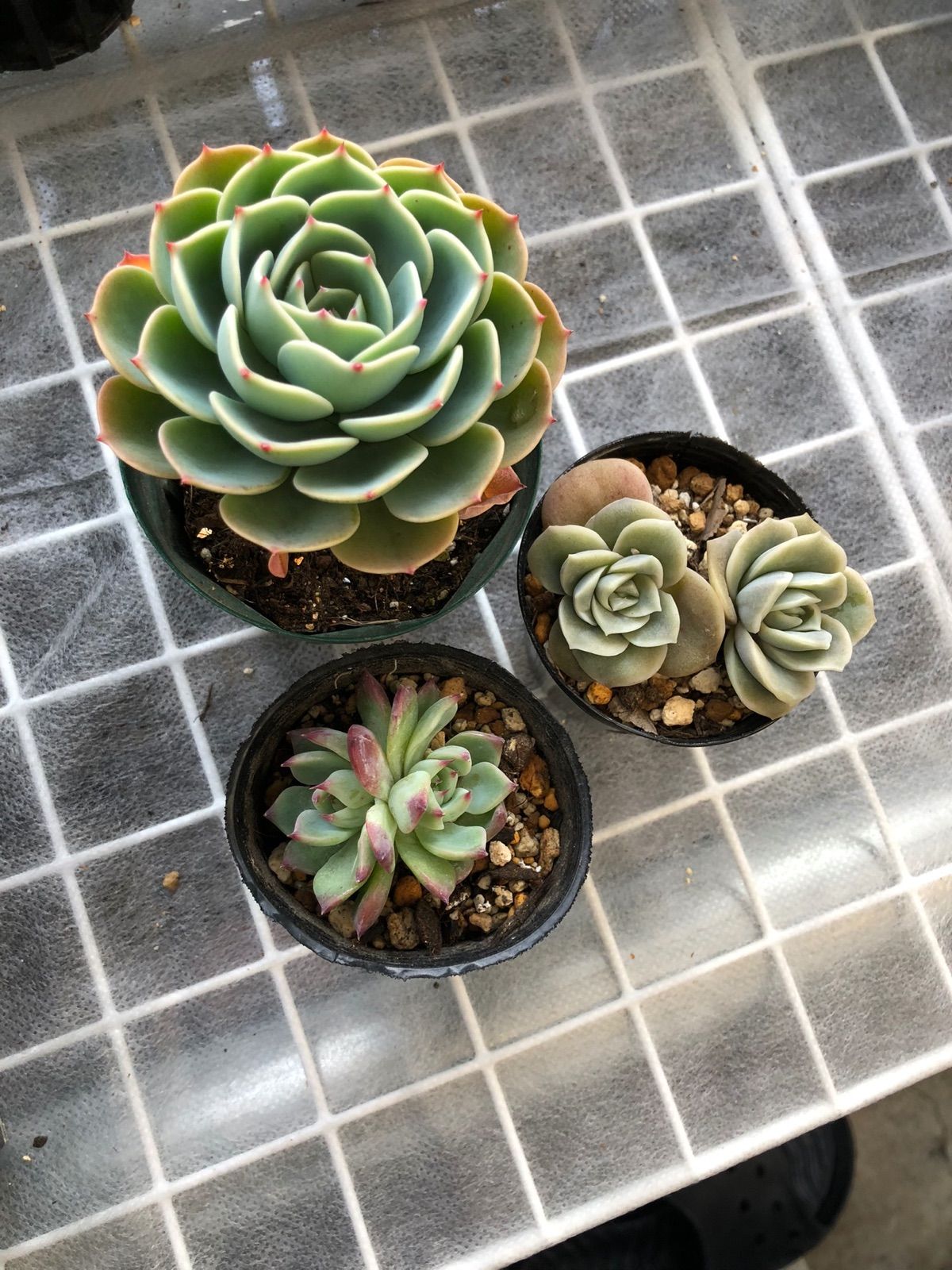 多肉植物 七福神大鉢作り
