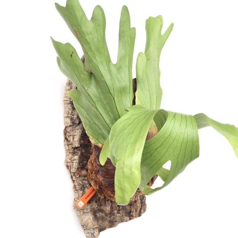 770ビカクシダ スリナリウムP.surinariumコロナリウムxワンダエ新種