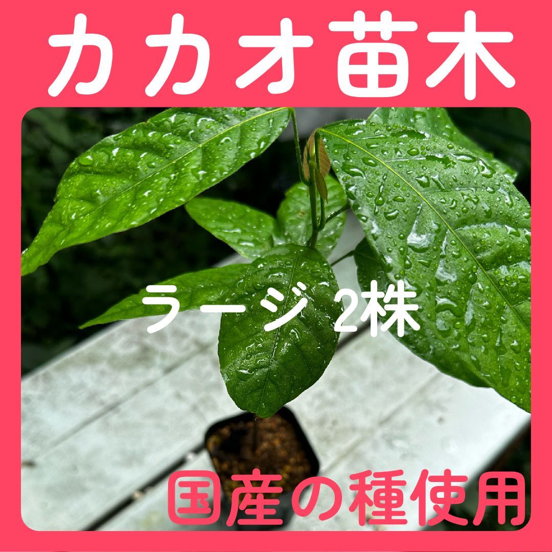 ラージサイズ 2株 国産カカオの実から育てたカカオ苗 - 自宅でカカオを楽しむ