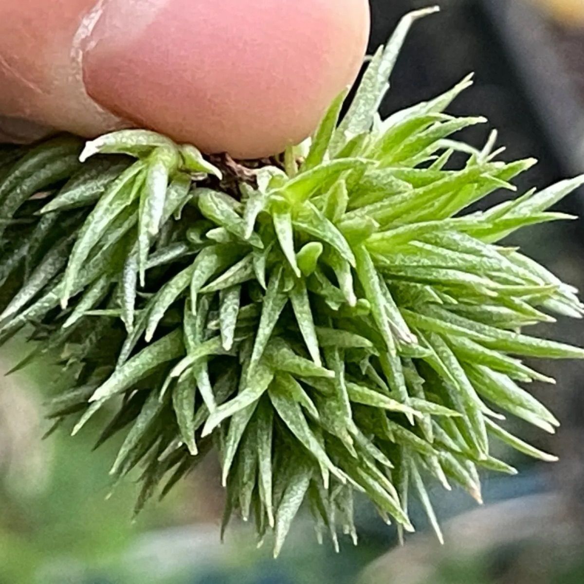 密です＊チランジア アエラントス テディベア Tillandsia aeranthos