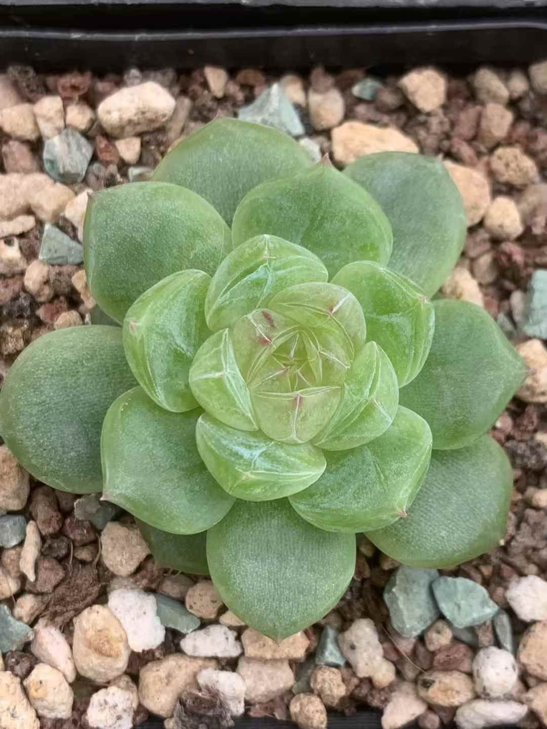 54株の抜き苗セット 深いグリーン 多肉植物 佐川急便発送 エケベリア 韓国苗 LX49