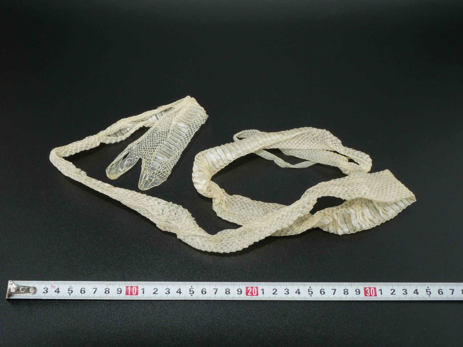 白蛇の抜け殻 約127cm 開運 縁起物 金運 S2 - メルカリ