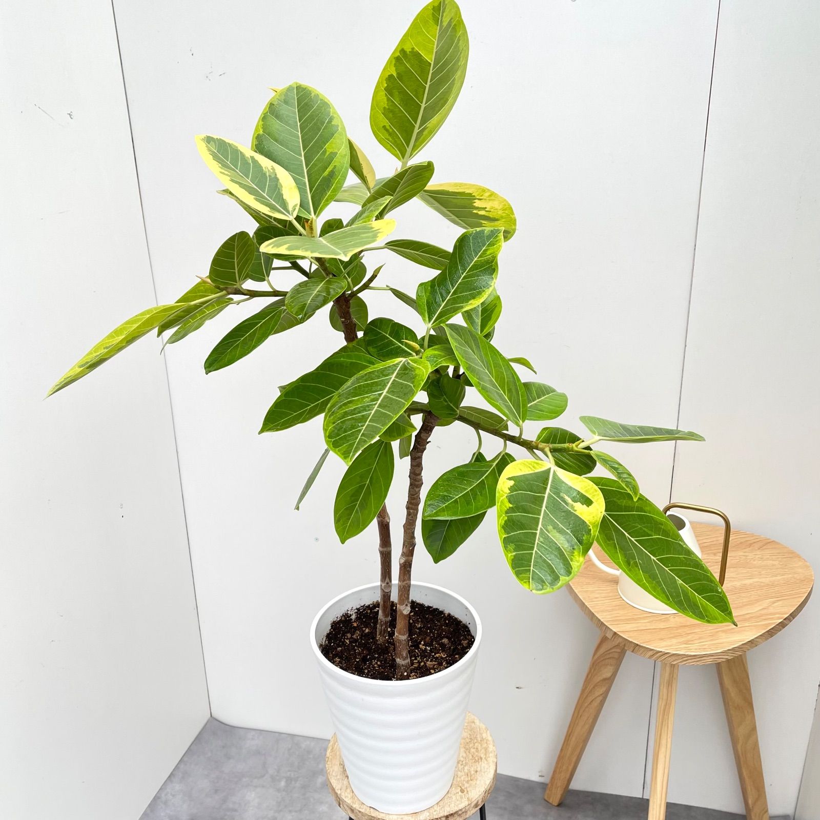フィカス アルテシマ 2本植え 3【現品】観葉植物 室内 7号 - メルカリ