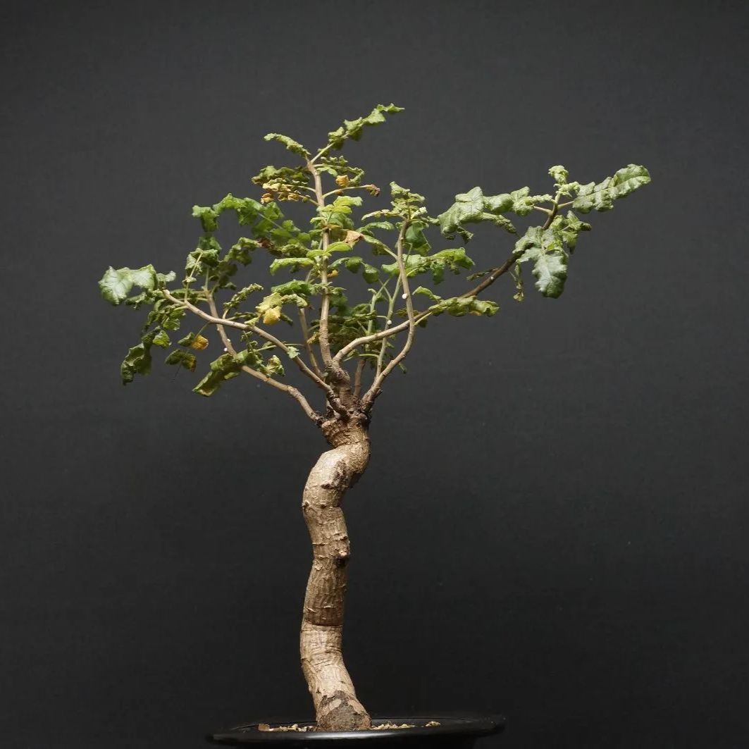Boswellia sacra
