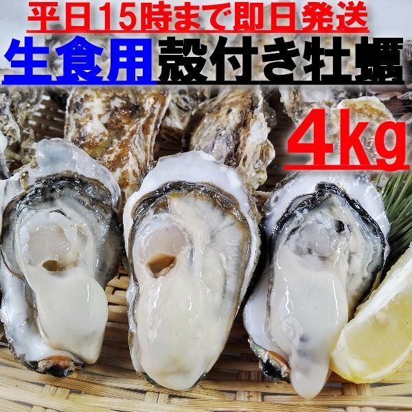 【新生牡蠣スタートです】「生食用 殻付き 牡蠣 ４ｋｇ」（約40粒）【九州、沖縄は別出品を】牡蠣 殻付き 牡蛎 牡蠣 殻付 宮城県 生食用牡蠣 牡蠣生食用 カキ 牡蛎 BBQ  松島牡蠣屋かき バーベキュー海産物 貝 貝類 松島牡蠣屋 生牡蠣2