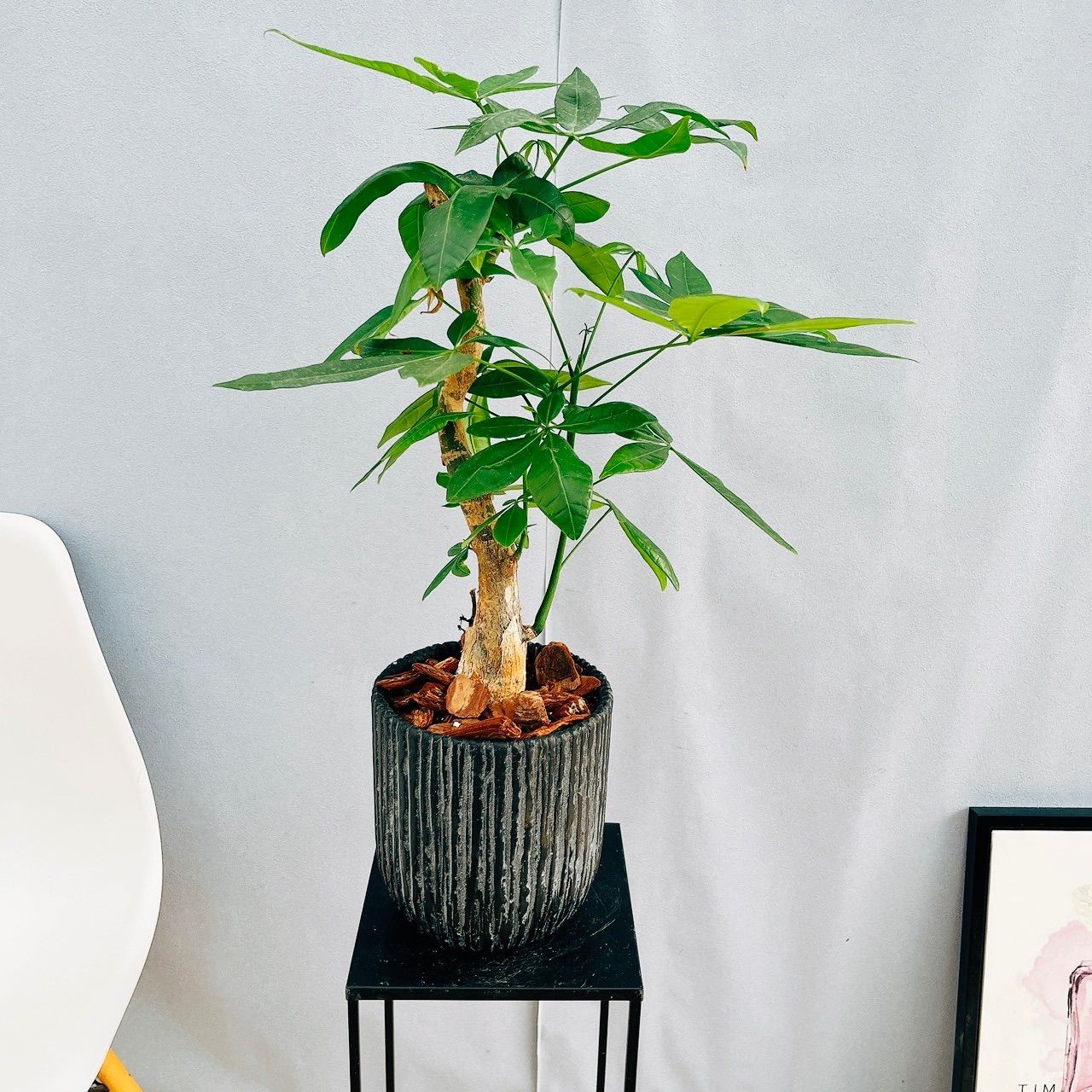 現品］14番 パキラ 曲がり 観葉植物 おしゃれ 室内 陶器鉢受け皿付き 