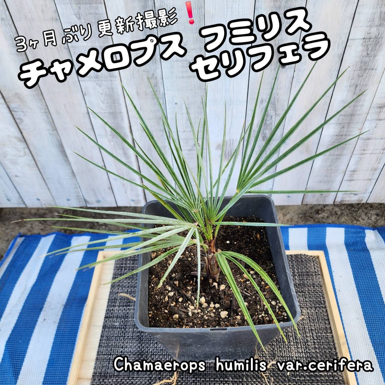 3ヶ月ぶり更新‼️】【お値段据置き‼️】【鉢ごと発送】 チャメロプス