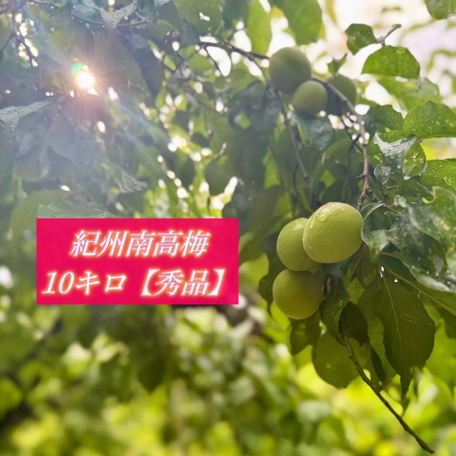 和歌山県産 紀州南高梅 青梅 10キロ 秀品