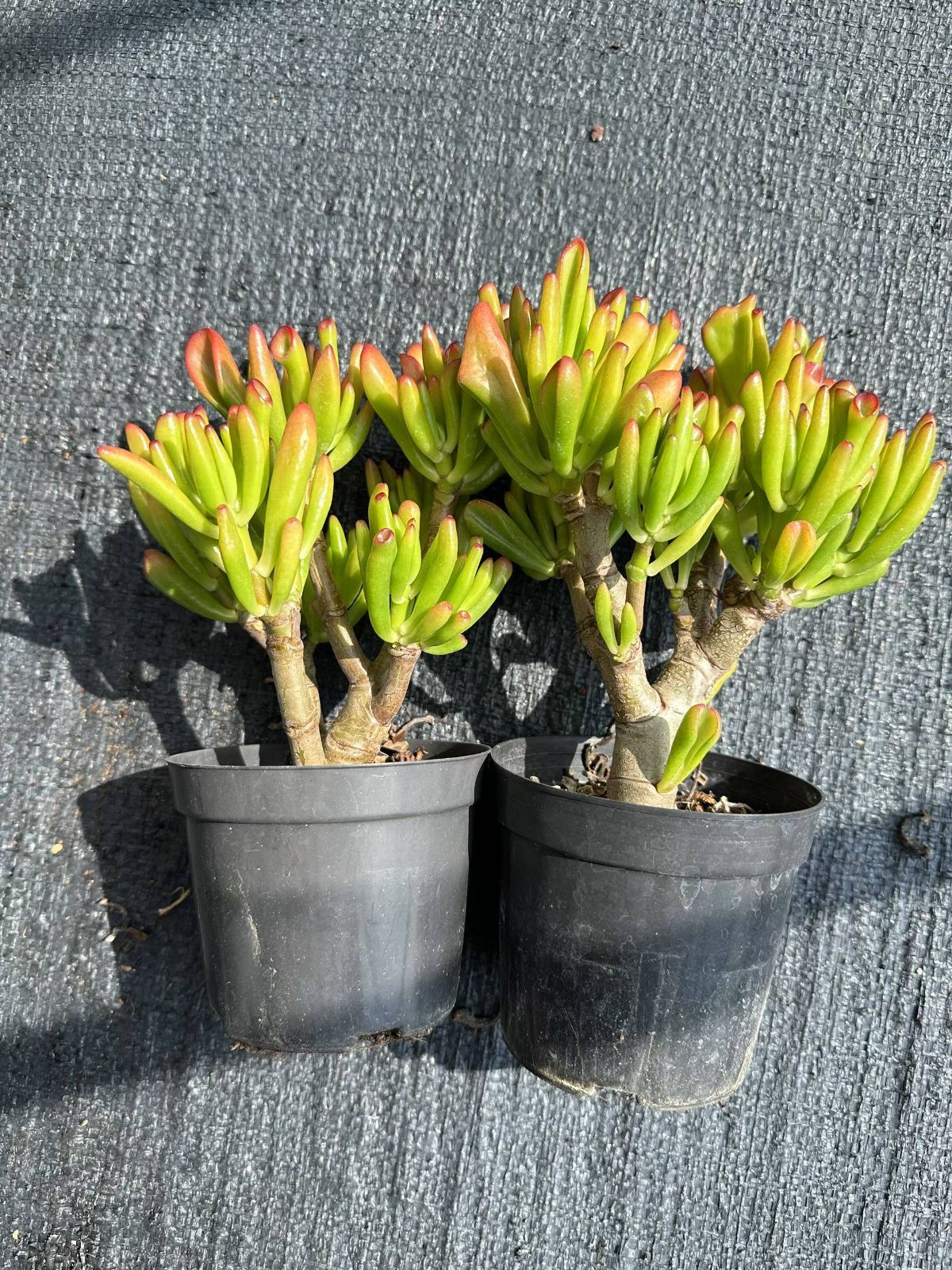 ベ*コ様 C2040×35株 ジプシー錦 抜き苗 多肉植物 エケベリア サボテン ベ*コ様 C2040×35株 ジプシー錦 抜き苗 多肉植物 エケベリア