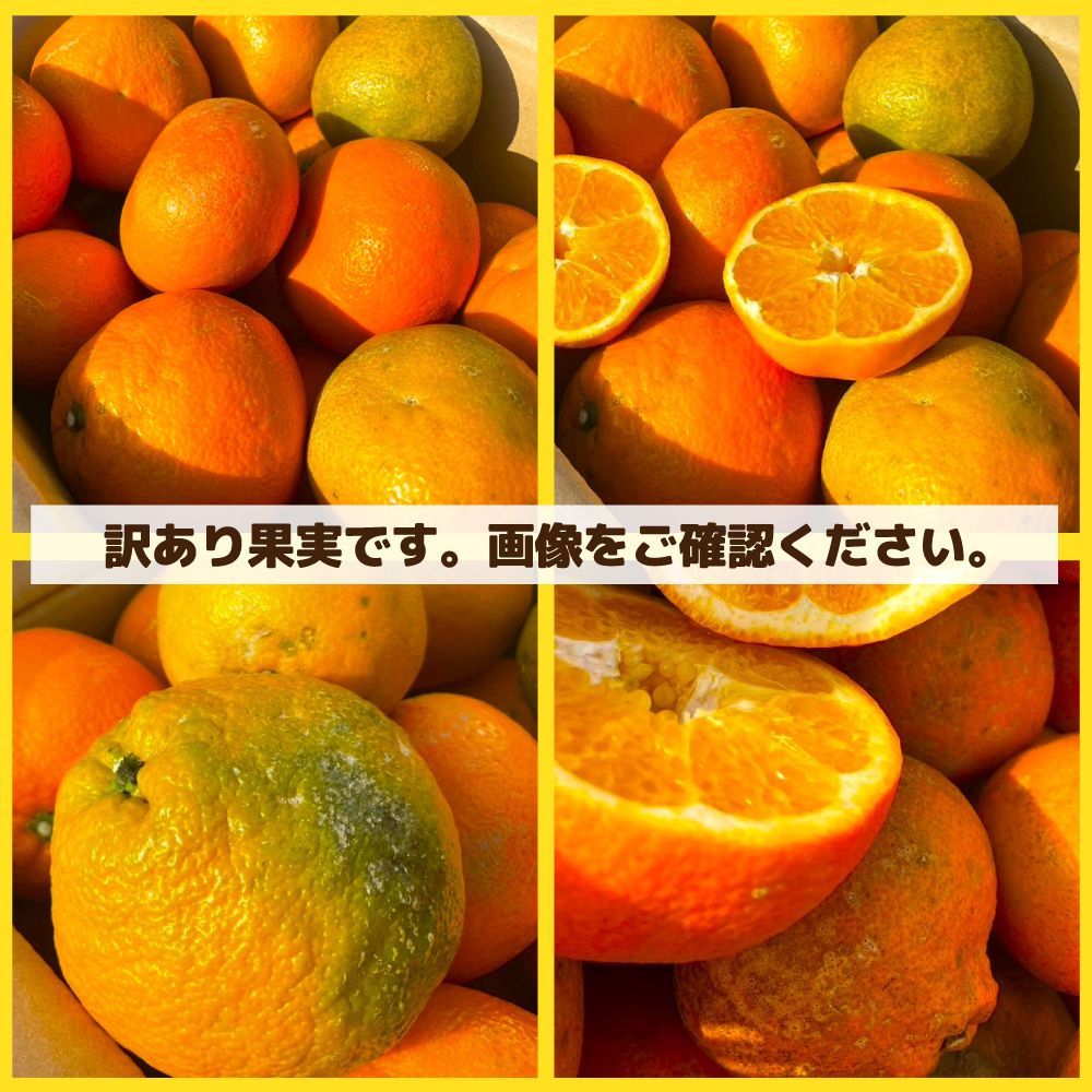みかん 愛媛県産 特に訳あり いよかん 伊予柑 箱込10.5kg（10kg+保証分500g）（外皮の傷・シミ多め）（1月下旬～ご注文順に発送） ※沖縄・離島・北海道は発送不可