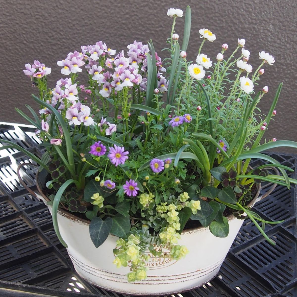 ネメシア、花かんざしの寄せ植え - 鉢花