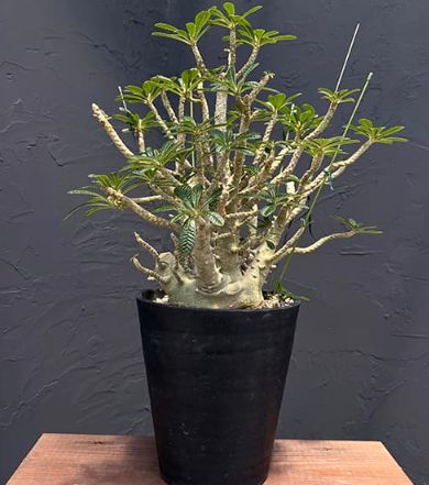 【輸入株】ドルステニアギガス　特大サイズ 輸入株】ドルステニアギガス 特大サイズ - メルカリ