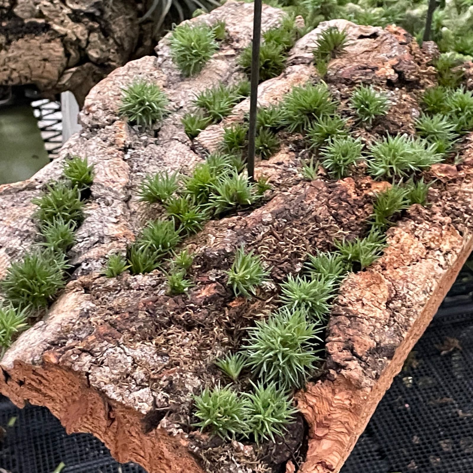 φ4×5]メタリックな光沢のあるしずく型＊チランジア カウツキー