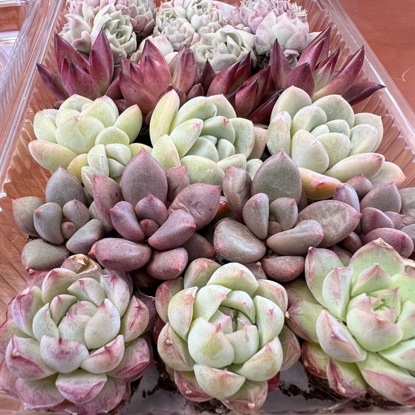 多肉植物 抜き苗 たっぷりセット③ 21苗 エケベリア 韓国苗