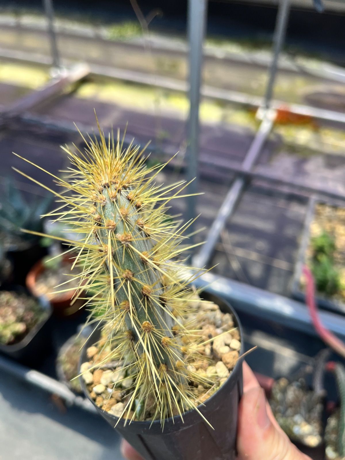 Opuntia echios オプンチア ガラパゲイア エキオス ガラパゴス