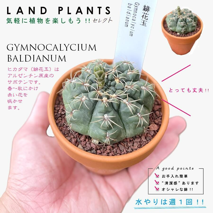 珍品.斑入り】多肉植物 花サボテン Cc-62. 珍品.斑入り】多肉植物 花
