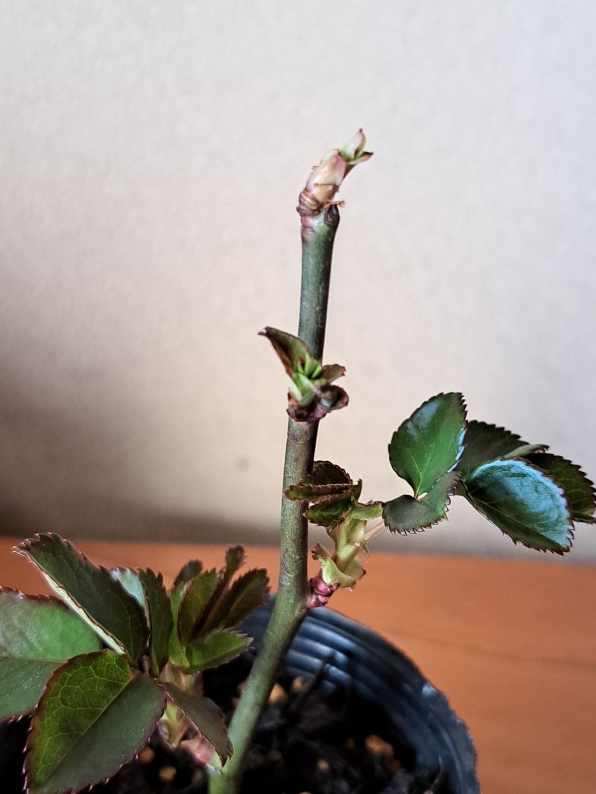 バラ苗 DAローズ ベアトリス - メルカリ