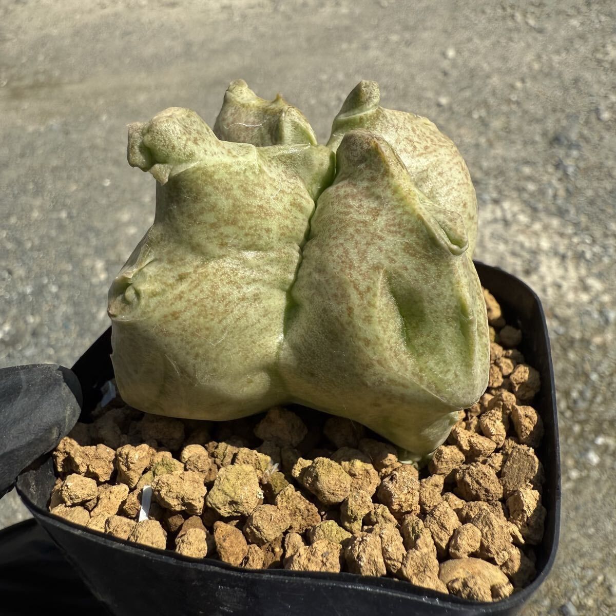 多肉図鑑】ローズセダム（ロディオラ属） くまこさま ローズセダム ☆