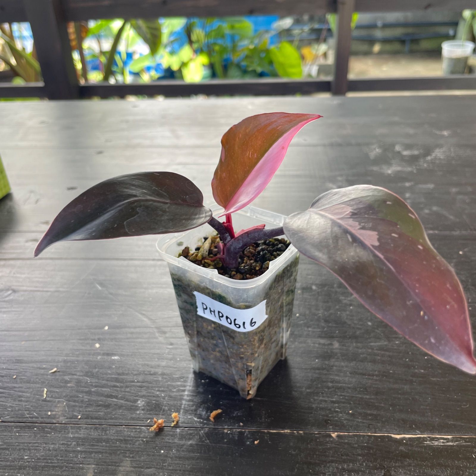 【大株】フィロデンドロン ピンク ギャラクシー 希少 斑入り 大きめ 大株】フィロデンドロン ピンク ギャラクシー 希少 斑入り