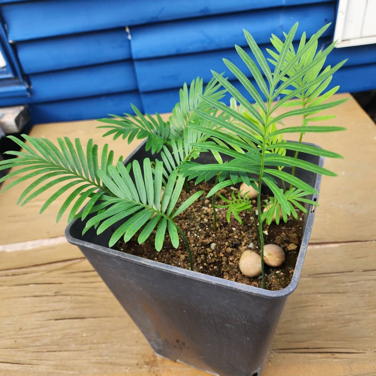 爆盛りシリーズ】【鉢ごと発送】【実生】タイ シルバーソテツ Cycas sp