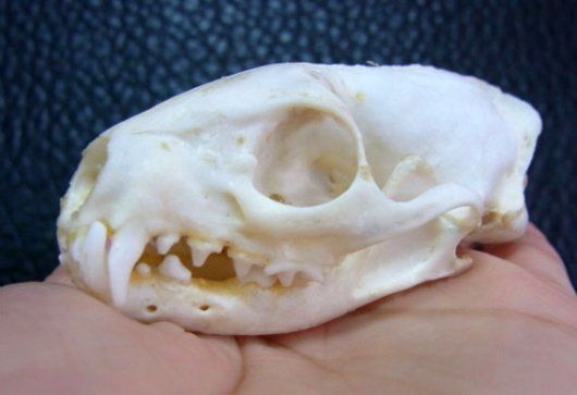 ジャワマングース 頭骨 - 頭骨・骨格標本・剥製 CORE-BOX - メルカリ