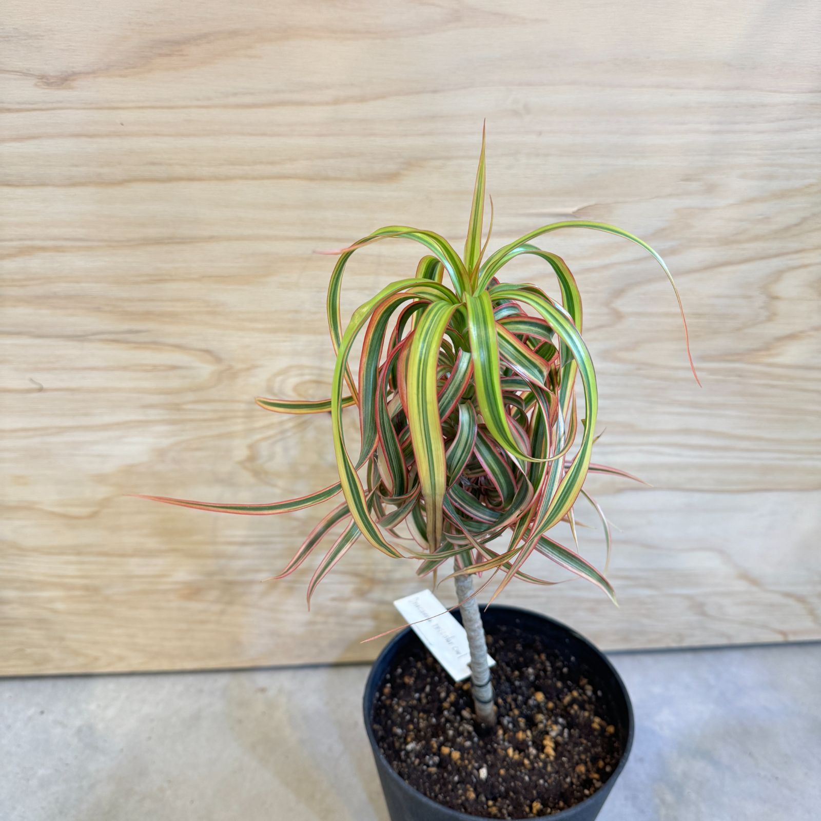 希少!! Dracaena 'Tricolor Kuhnty' ドラセナ（コンシンネ）トリ