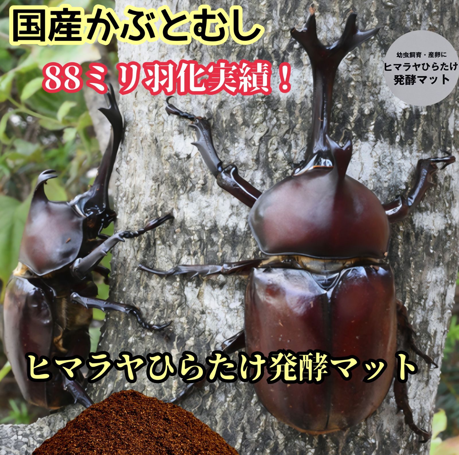 カブトムシ幼虫が大きくなります！ 国産かぶと88ミリ羽化実績