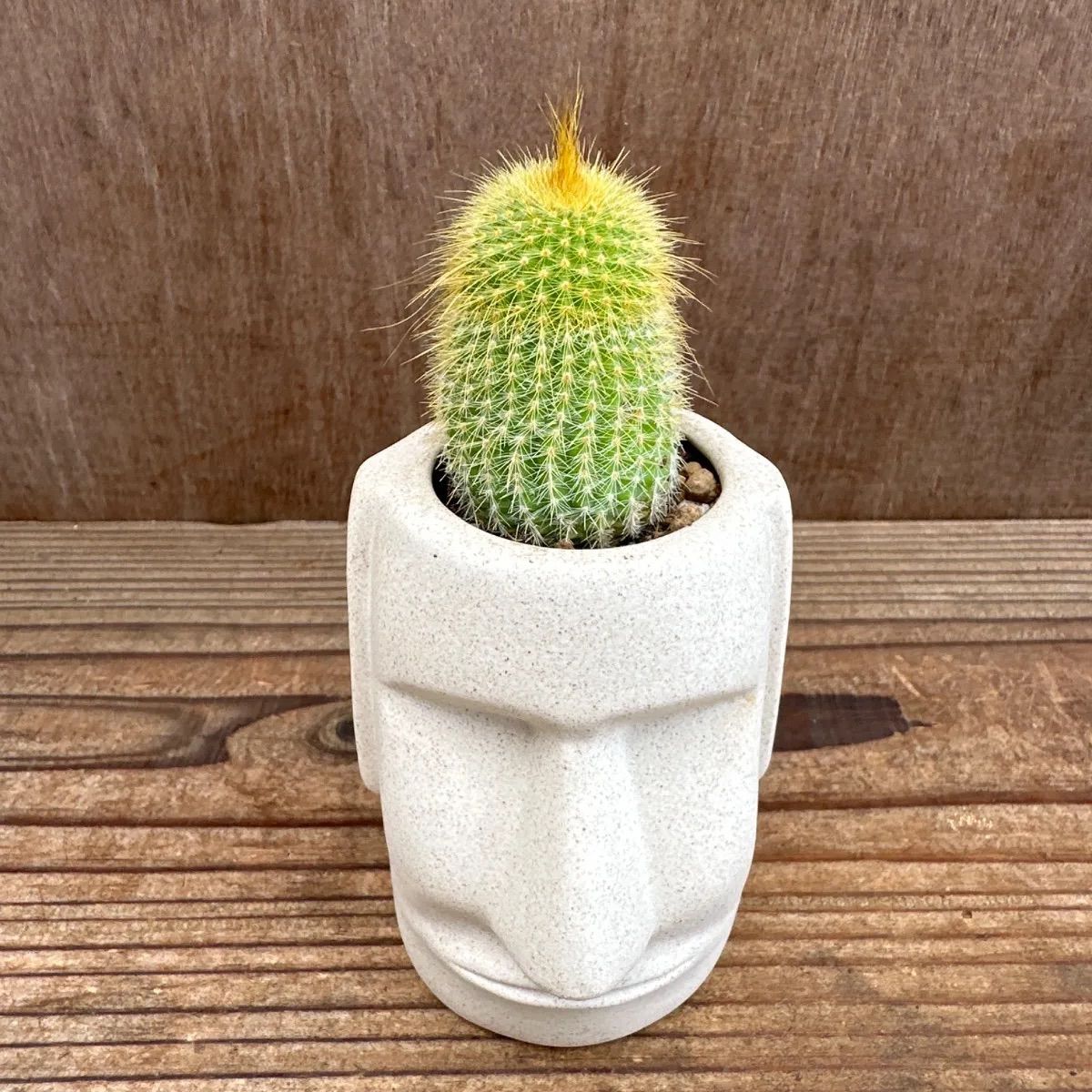 サボテン　種類不明 ☆モアイ3兄弟！！⑤ 3種類 サボテン不明種 緋牡丹 ハオルチア不明種