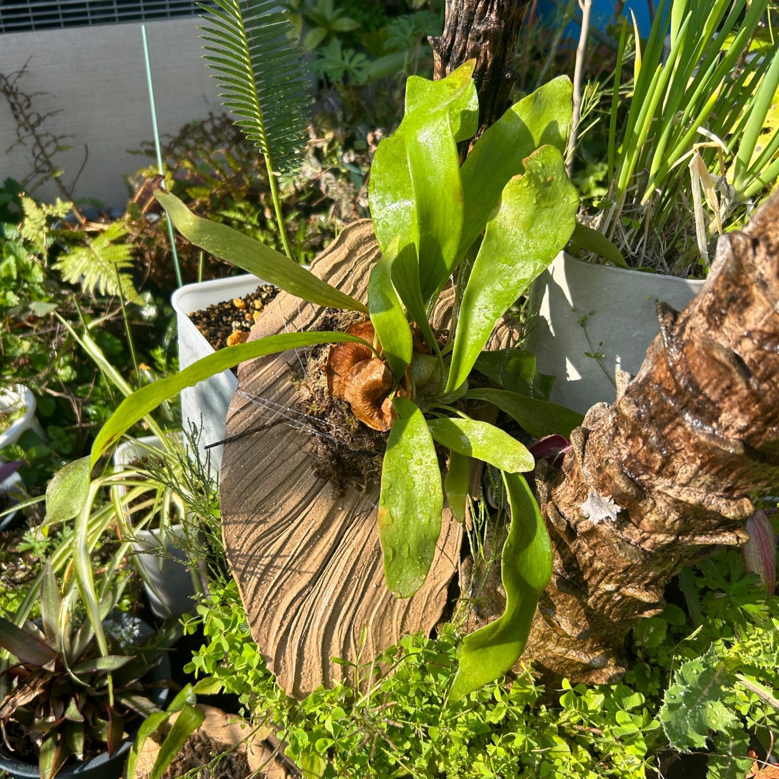 着生板 ビカクシダ コウモリラン 陶器製 陶芸 板付け 着生植物 着生板 ビカクシダ コウモリラン 陶器製 陶芸 板付け 着生植物