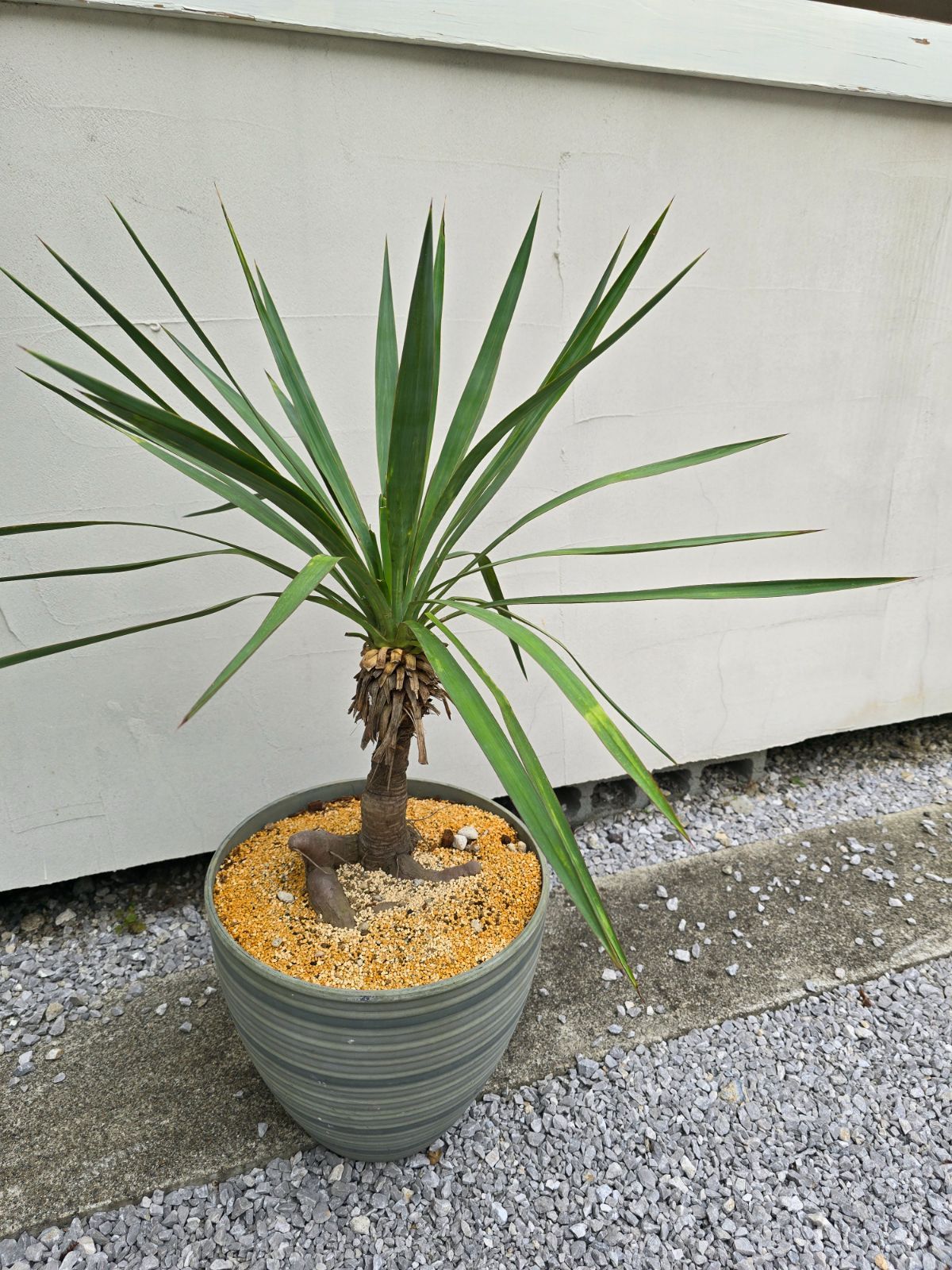 ユッカ・グロリオサ Yucca gloriosa