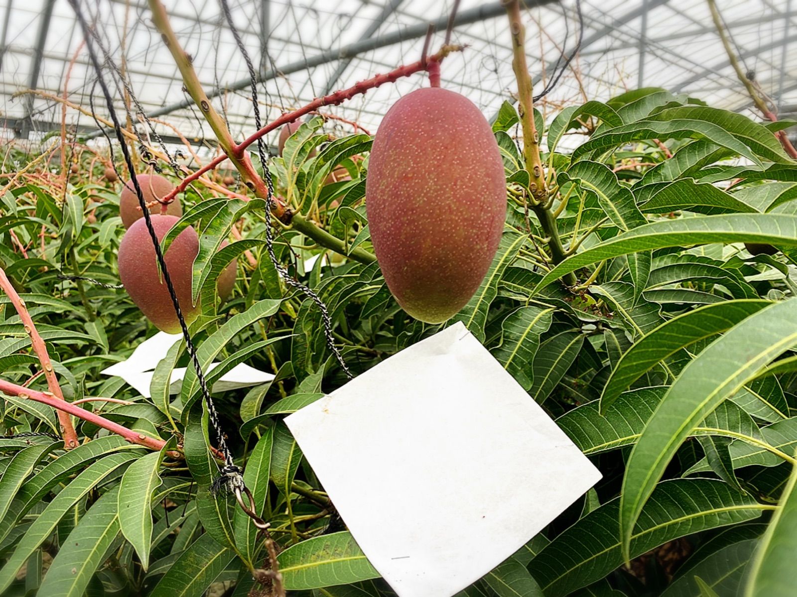沖縄県産 完熟ミニマンゴー 2kg 家庭用 - メルカリ