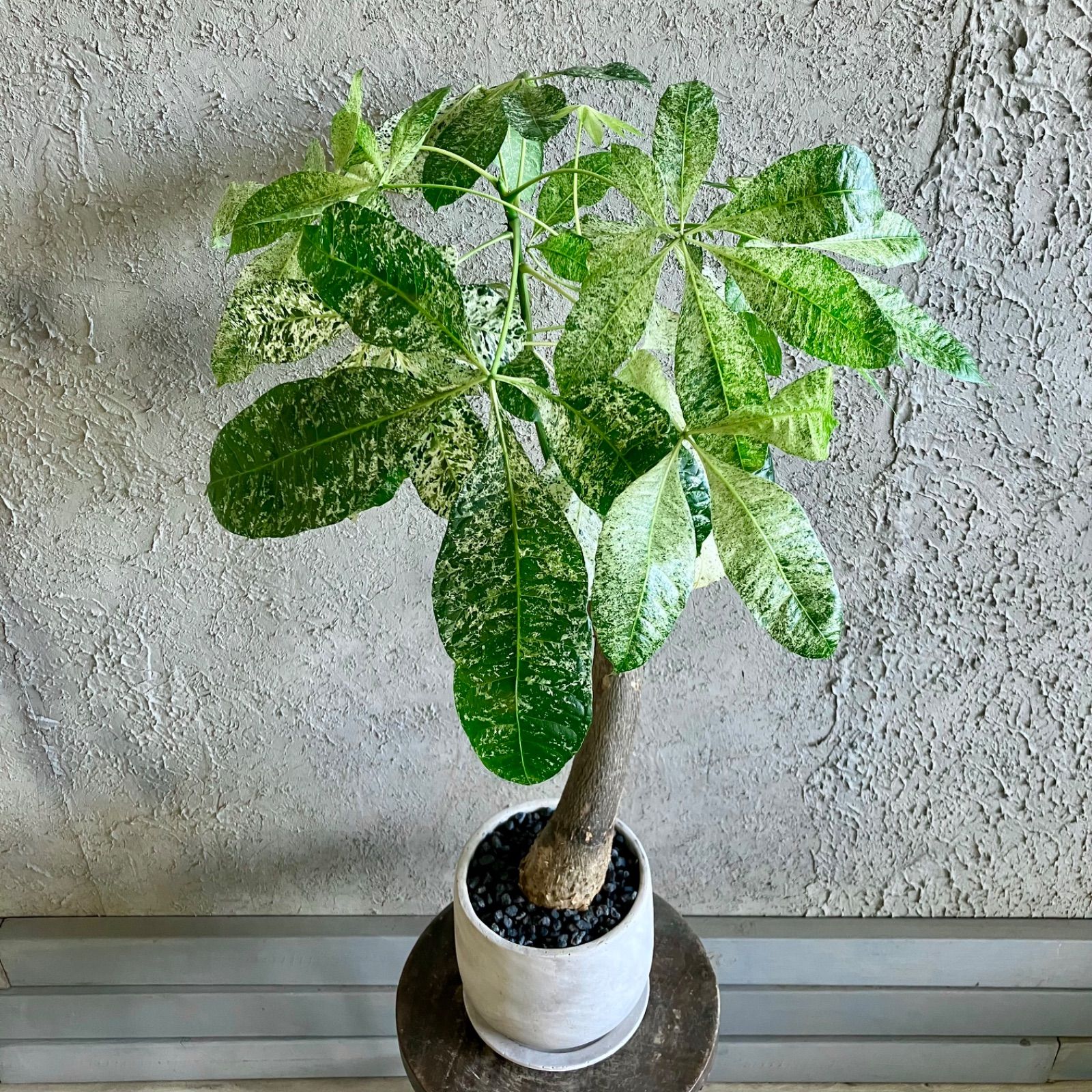 厳選された植物と鉢】希少品種 斑入り パキラ ミルキーウェイ 6