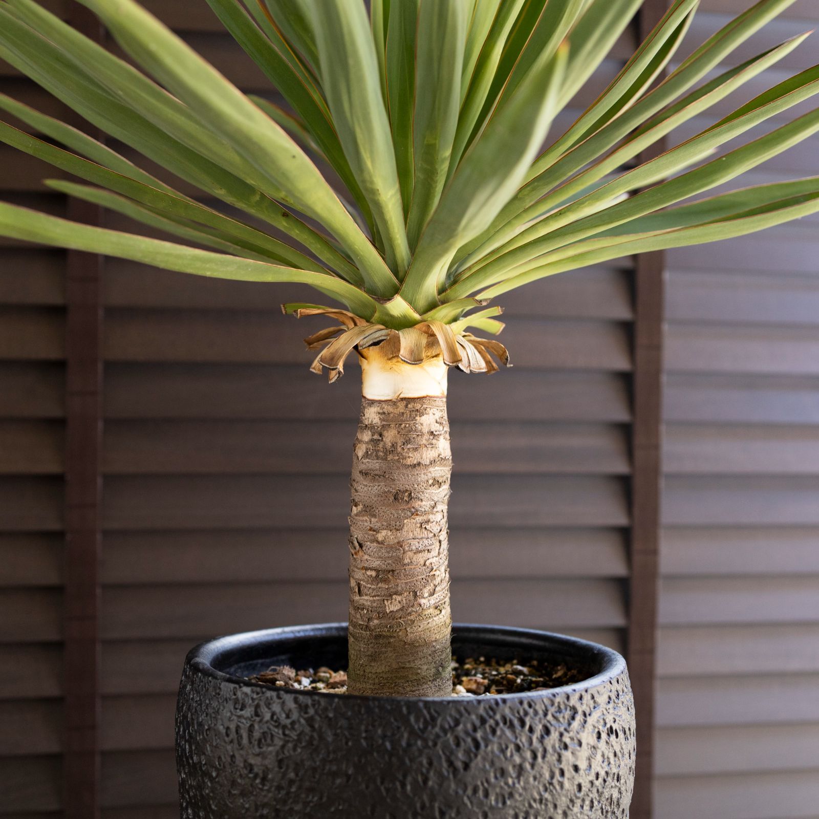 ユッカ グロリオサ Yucca Gloriosa 幹立ち 7号陶器鉢