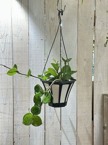 ホヤ hoya グロブローサ 5号鉢 観葉植物 ホヤ グロブローサ(グロボーサ) 5号ロング吊り鉢(個体