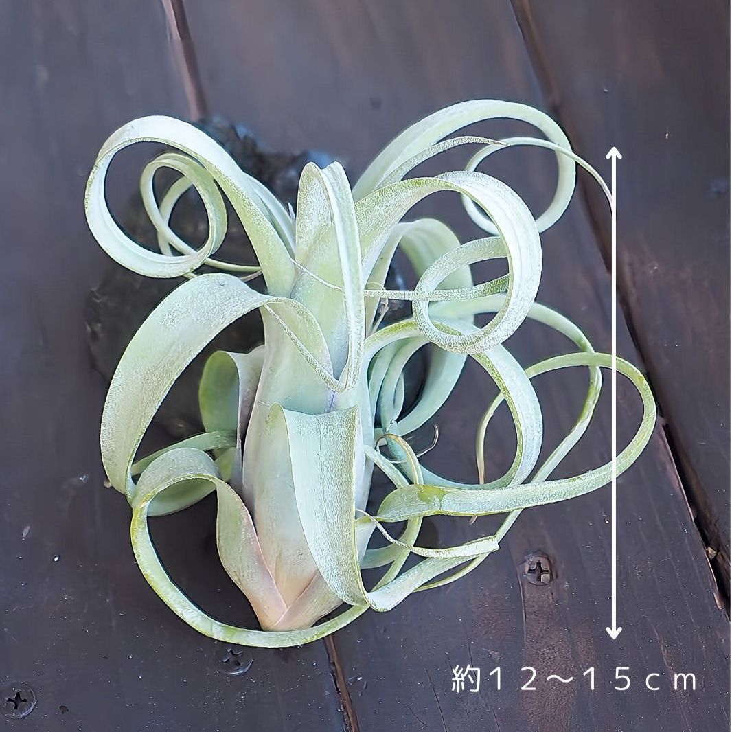 ワイルド チランジア カーリースリム 特大 エアプランツ 観葉植物：チランジア エアープランツ カーリースリム XXL 吊り