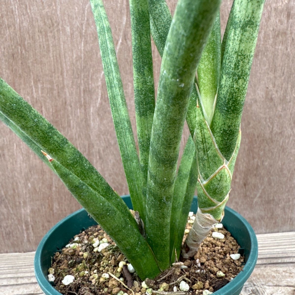 サンセベリア ブンルートーチ ハイブリット① Sansevieria bunlue