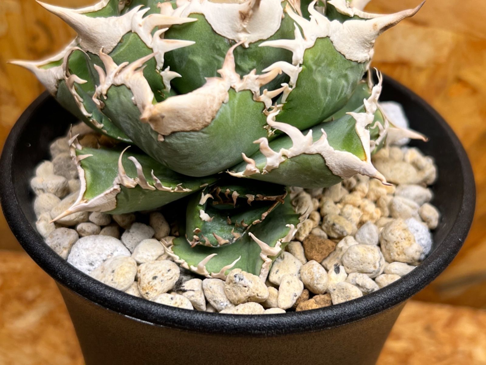 美株】アガベチタノタ ノーネーム メキシコ現地球 発根済 ボール状