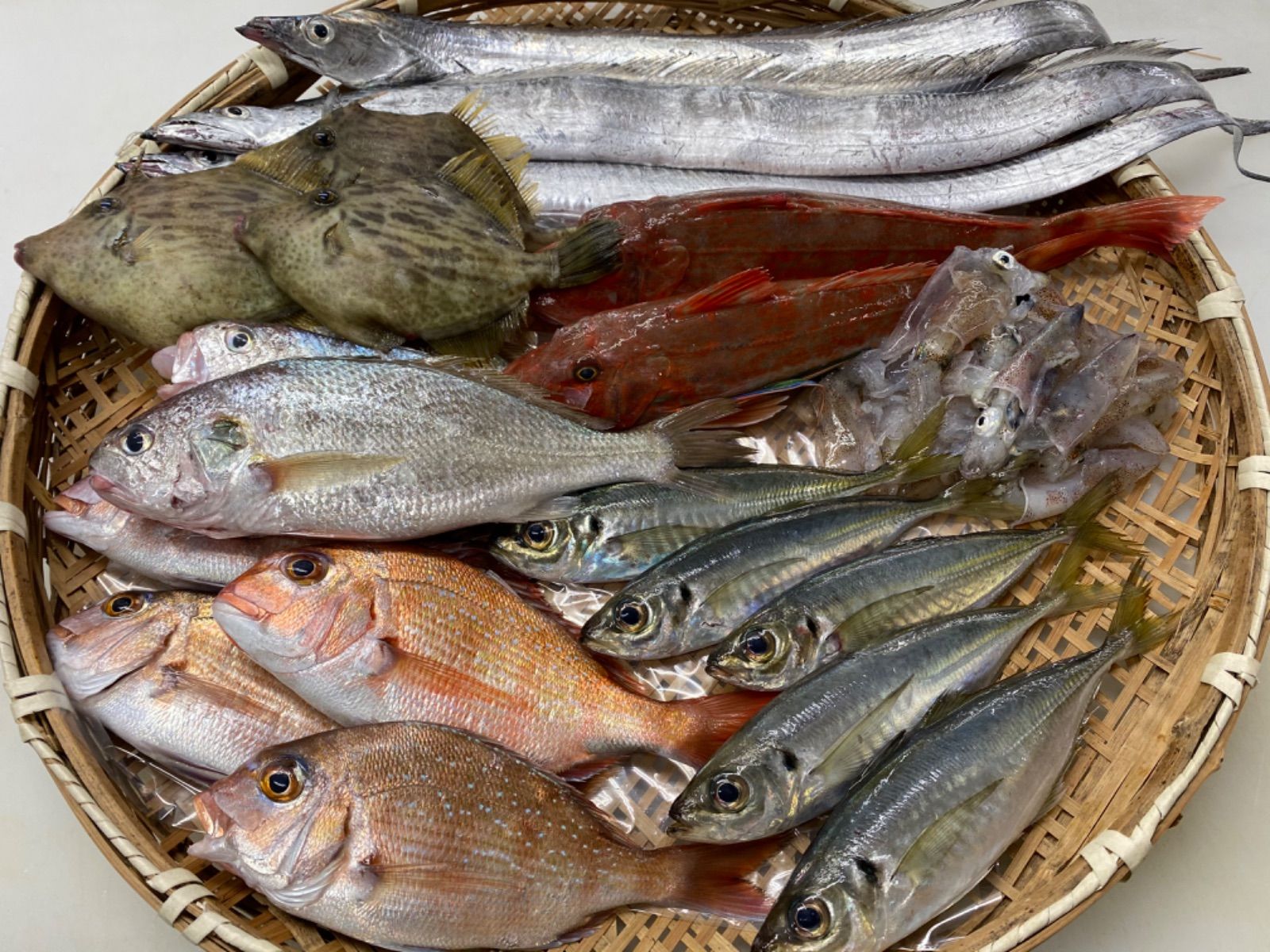 淡路島仮屋漁港昼網！淡路島鮮魚5種セット