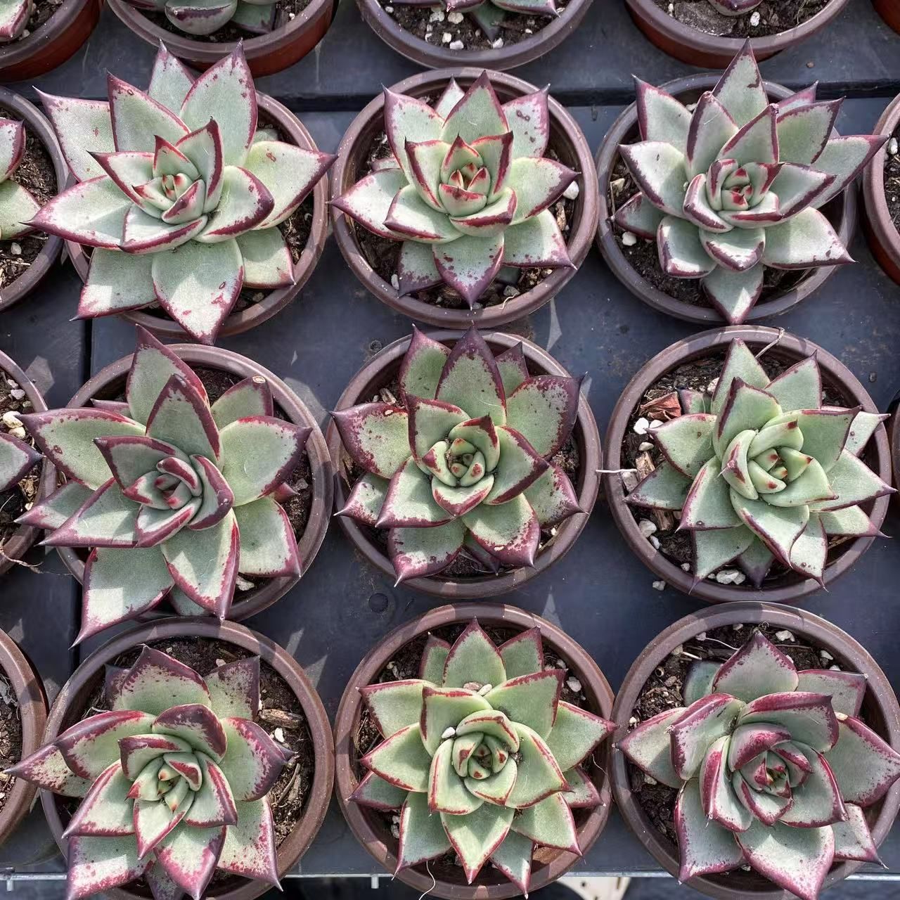 抜き苗 オウボク ZM1563×18株 ふっくら 多肉植物 エケベリア