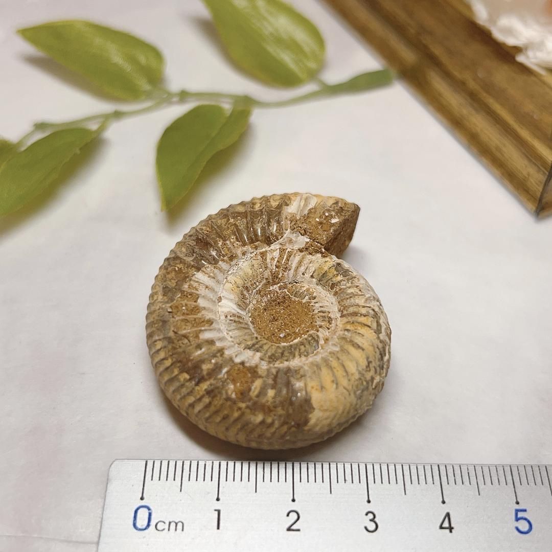 【E8601】アンモナイト　ペリスフィンクテス 化石 中生代ジュラ紀 Ammonite