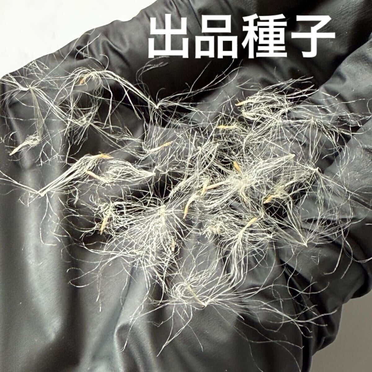 ワイルド×ワイルド 種子×20粒