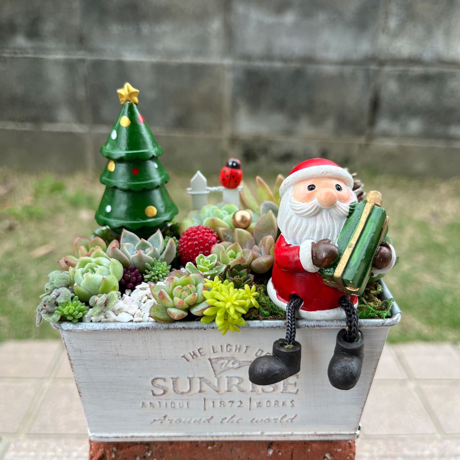 ♡そのまま飾れる♡クリスマス☆彡足ぶらサンタさんの可愛い多肉植物